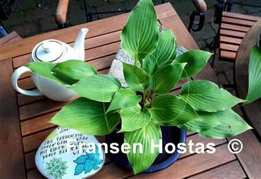 Hosta Green Deal